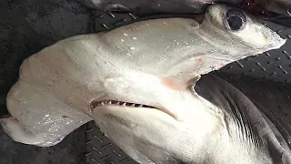 Monster Hammerhead Shark Cutting at fishing port docks