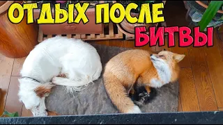 Ли Сяо / Alice the Fox Алиса Лиса (Остросюжетный боевик "Чужие среди своих")