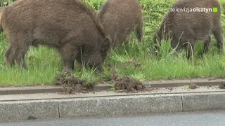 Koniec z miastem dzików?