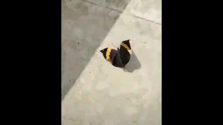 Indian Oakleaf butterfly