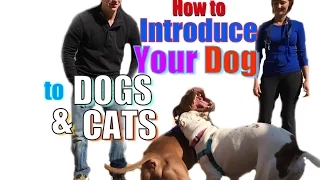 How to Introduce a NEW DOG to Your Other Pets