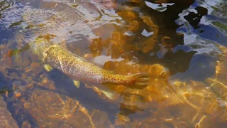 Monster Brown Trout on Chattooga River