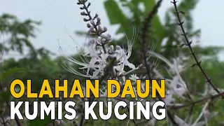 Olahan unik dari daun kumis kucing | JELANG SIANG