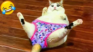 Best Funny Animal Videos 2022 🤣😹 Cute Cats And Dogs 🐶 Funny Cats And Dogs Videos