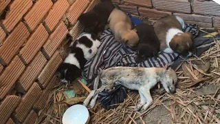 Rescue five poor puppies whose mother lost her mother, sorry that one puppy passed away