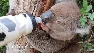 Thirsty Koala VS Thirsty Cyclist