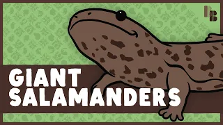 Extinction, A Pyramid Scheme, & The World's Largest Salamander