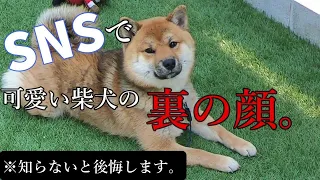 柴犬や豆柴を飼う前に知って欲しいこと。