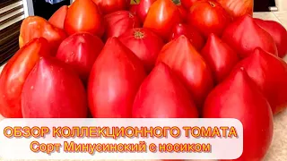 🍅ОБЗОР КОЛЛЕКЦИОННЫХ СОРТОВ ТОМАТОВ| 💥Минусинский с носиком🍅