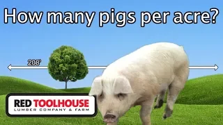 Ep146: How many pigs should you have per acre?