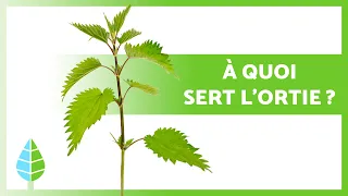 BIENFAITS DE L'ORTIE 🌿💚 (Propriétés médicinales, UTILISATION et CONTRE-INDICATIONS)