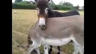 Donkeys at le Molard