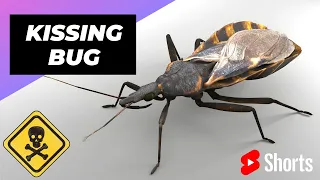 Kissing Bug 🪳 One Of The Most Dangerous Insects In The World #shorts #kissingbug #insect