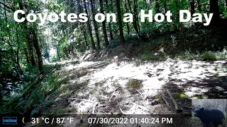 Coyotes on a Hot Day Trigger Our Trail Camera