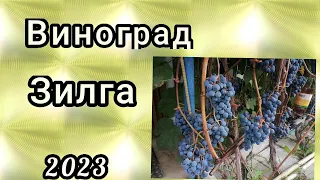 Виноград Зилга