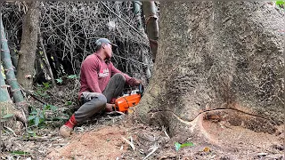 Hiding in a bamboo grove... Cut down 2 trembesi trees.