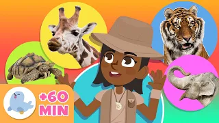 Os ANIMAIS para crianças 🦓🐯 Recopilação 🐬🐘 LEÃO, PINGUIM, TARTARUGA, ABELHA, GIRAFA...