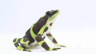 Frogs Living at the Panama Amphibian Rescue and Conservation Project's New Rescue Lab in Panama