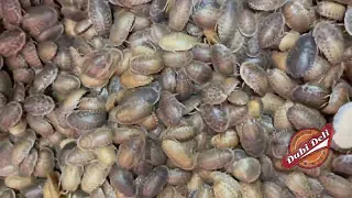 Large group of dubia roaches moving around