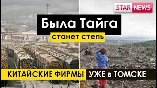 ТАЙГА станет СТЕПЬЮ, Китайские фирмы уже в Томской области. Россия новости