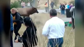 Elk rams man at Yellowstone National Park