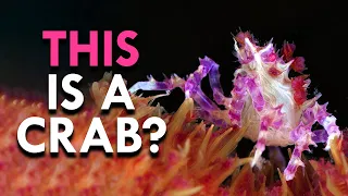 Why Crabs Are Evolution On Steroids