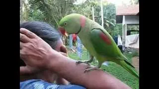 Parrot Talking in Sinhala - Sri Lanka