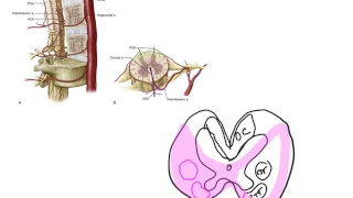 Blood supply of the spinal cord