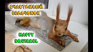 Бельчонок счастливый, урчит и пищит от радости!!! 😍 🐿️ Happy squirrel, hums and squeaks with joy