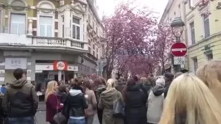 Cакура Kirschblüten Cherry Blossom Spring Heerstraße Bonn Germany 2016 桜