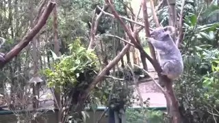 Коала помогает своему Испуганному Детенышу Koala Видео про животных Animal videos