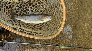 Fly Fishing Kettle Creek, PA - Opening Day of Trout 2022 (Catch and Cook)