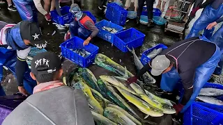4K Much Dolphinfish, crazy fresh fishes unloading, 極鮮海魚 卸貨人人可買 粉鳥林漁港 定置漁場seafood fishport fishground