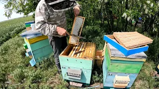 Перший відбір меду з кочової пасіки.