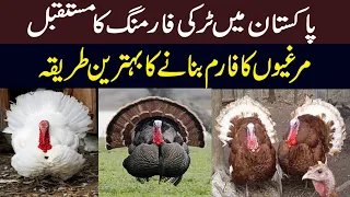 Turkey Farming in Pakistan | Turkey Bird Farming Business Idea | Is Farming Profitable in Turkey?