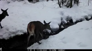 Deer by the creek in winter