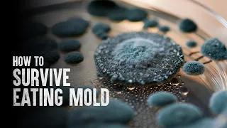 How to Survive Eating Mold