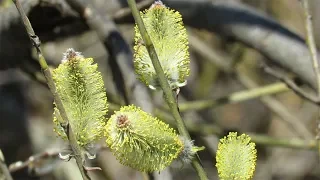 Времена года - весна, Seasons - Spring