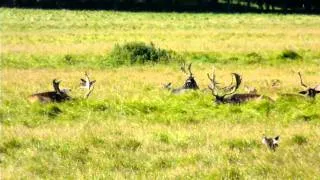 The Big Herd - Fallow Deer in Dublin's Phoenix Park