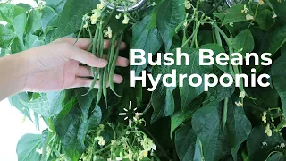 iHarvest -How to Grow Bush Beans Indoor, NO Soil
