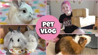 PET VLOG 🌷💕| happy bunny unboxing, cleaning & decorating 🐾 |