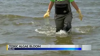 Algae bloom causes