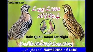 Rain Quail sound For night (Chinrga Batair ke Awaz raat k lye (#quailSoundSeason2024