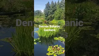 Denver Botanic Gardens with Large Pond #gardenscapes #gardentour #botanicalgarden