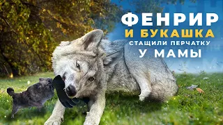 Фенрир и Букашка стащили у мамы перчатку