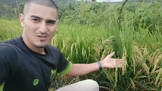 Cultivo de Arroz 🌾 na Cidade de Croatá da Serra - Ceará (vídeo para AGROFAG)