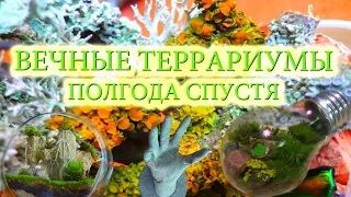 Вечный террариум полгода спустя