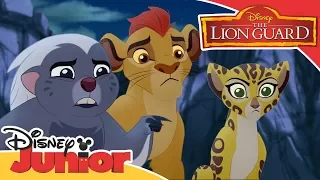 The Lion Guard | Find the Zimwe | Disney Junior Arabia