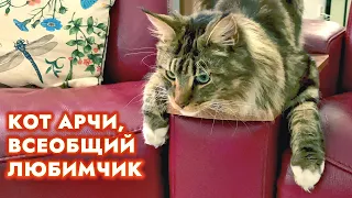 Кот Арчи во всей красе, кошка Анфиса в кукурузе. Где покупаем овощи. #котарчи #кошкаанфиса