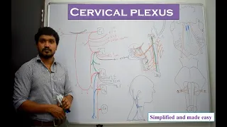 Cervical plexus  Anatomy - Explained